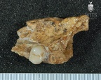 MLD 45 A. africanus right maxilla