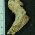 MLD 46 Australopithecus africanus FEML anterior