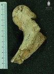 MLD 46 Australopithecus africanus FEML anterior