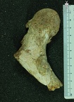 MLD 46 A. africanus left femur