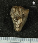 MLD 47 Australopithecus africanus mandible posterior