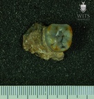 MLD 4 Australopithecus africanus mandible superior