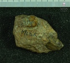 MLD 5 A. africanus mandible
