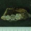 MLD_6_Australopithecus_africanus_MAXR_inferior.JPG