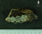MLD 6 Australopithecus africanus MAXR inferior
