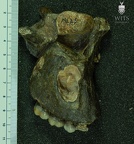 MLD 6 Australopithecus africanus MAXR lateral