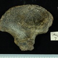 MLD_7_Australopithecus_africanus_OSCOXL_lateral.JPG