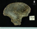 MLD 7 Australopithecus africanus OSCOXL lateral