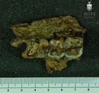 MLD 9 Australopithecus africanus MAXR inferior