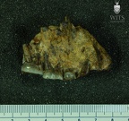 MLD 9 A. africanus right maxilla