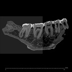 UW101-001+850 Homo naledi mandible ct slice
