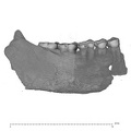 UW101-001+850 Homo naledi mandible lateral