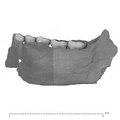 UW101-001+850 Homo naledi mandible medial