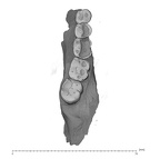 UW101-001+850 Homo naledi mandible superior