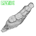 UW101-001+850 Homo naledi mandible ply