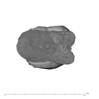 UW101-005 Homo naledi URM2 apical