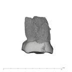 UW101-005 Homo naledi URM2 buccal