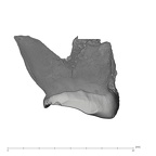 UW101-005 Homo naledi URM2 distal