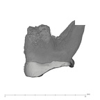 UW101-005 Homo naledi URM2 mesial