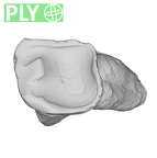 UW101-005 Homo naledi URM2 ply