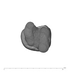 UW101-006 Homo naledi LRM3 apical