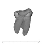 UW101-006 Homo naledi LRM3 buccal