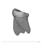 UW101-006 Homo naledi LRM3 distal