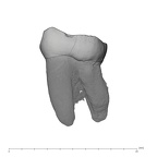 UW101-006 Homo naledi LRM3 lingual