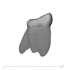 UW101-006 Homo naledi LRM3 mesial