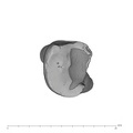UW101-006 Homo naledi LRM3 occlusal