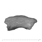 UW101-010 Homo naledi mandible apical