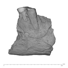 UW101-010 Homo naledi mandible buccal