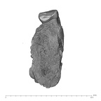 UW101-010 Homo naledi mandible distal