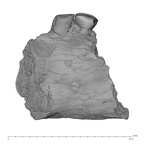 UW101-010 Homo naledi mandible lingual