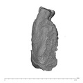 UW101-010 Homo naledi mandible mesial