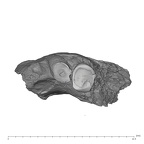 UW101-010 Homo naledi mandible occlusal