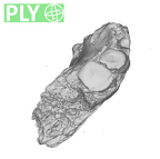 UW101-010 Homo naledi mandible ply