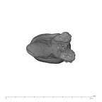 UW101-037 Homo naledi URP3 apical