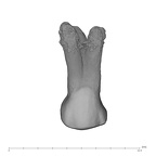 UW101-037 Homo naledi URP3 buccal
