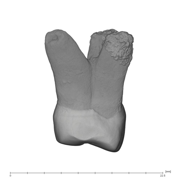 UW101-037 Homo naledi URP3 distal
