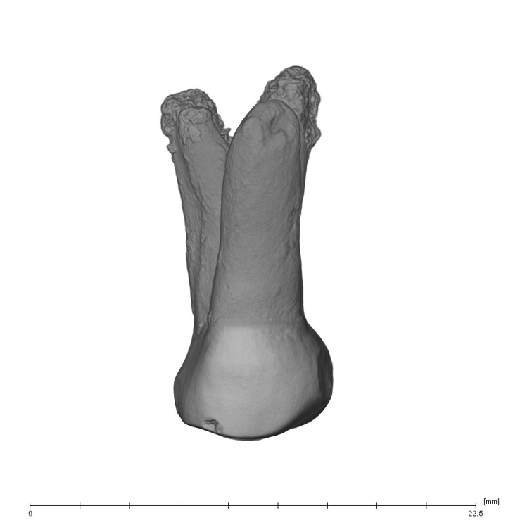 UW101-037 Homo naledi URP3 lingual