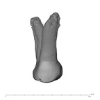 UW101-037 Homo naledi URP3 lingual