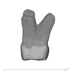 UW101-037 Homo naledi URP3 mesial