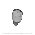 UW101-037 Homo naledi URP3 occlusal