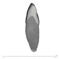 UW101-038 Homo naledi URI1 distal
