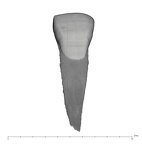 UW101-038 Homo naledi URI1 labial