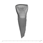 UW101-038 Homo naledi URI1 lingual