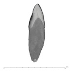 UW101-038 Homo naledi URI1 mesial