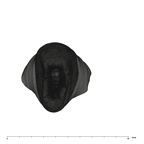 UW101-039 Homo naledi LRI1 apical