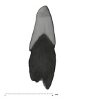 UW101-039 Homo naledi LRI1 distal